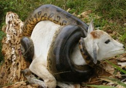 Anaconda en la sabana