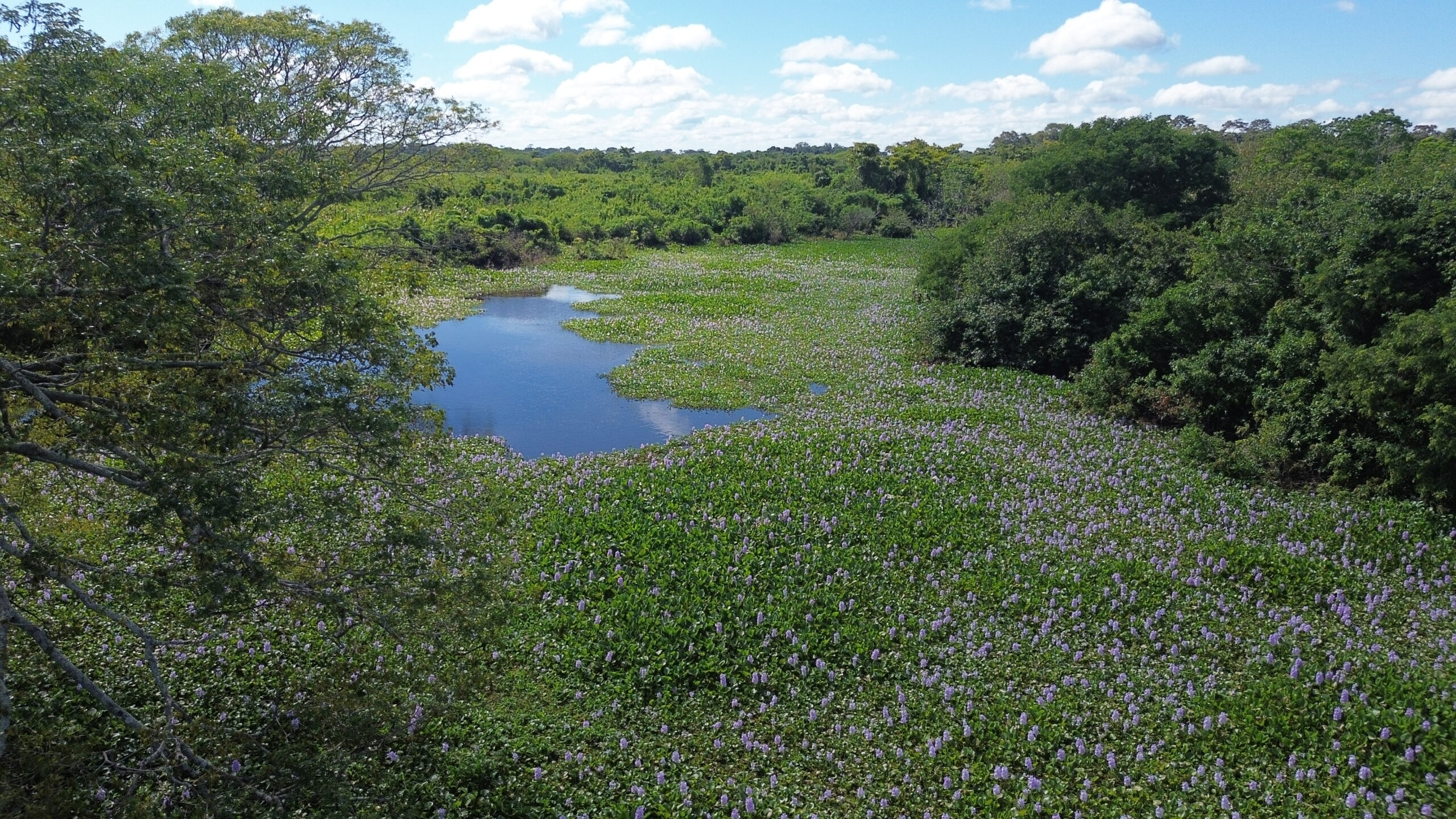 Pampas aérea