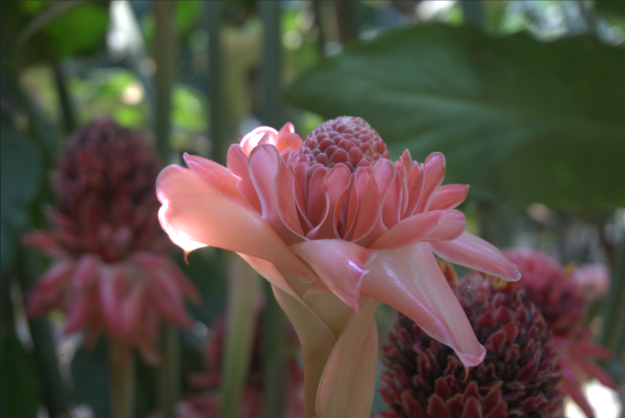 Flores de la selva