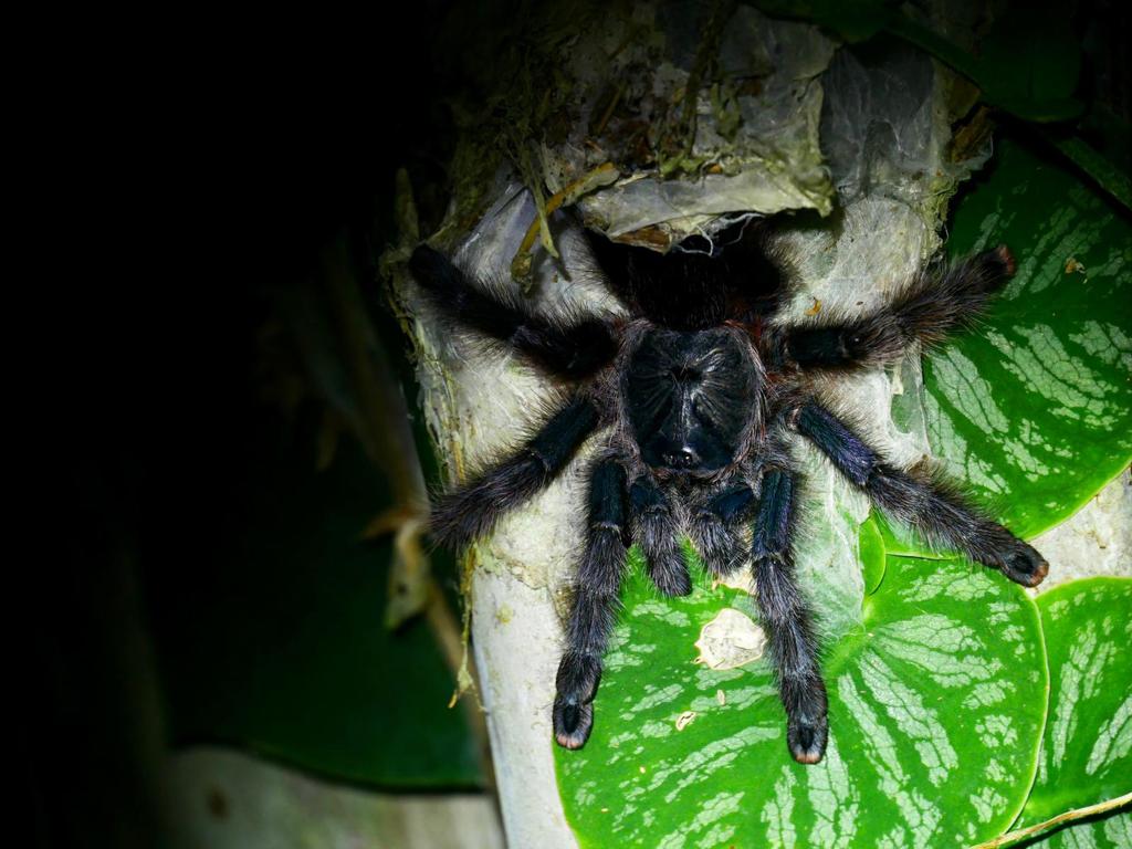 Biodiversidad amazónica