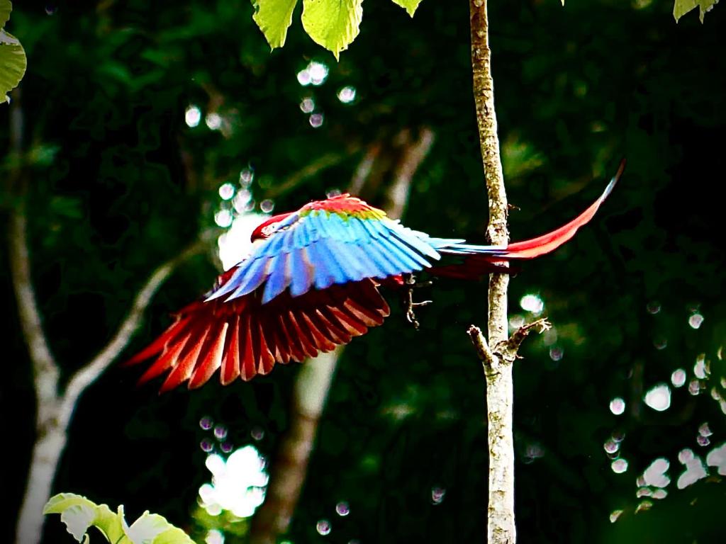 Fauna silvestre
