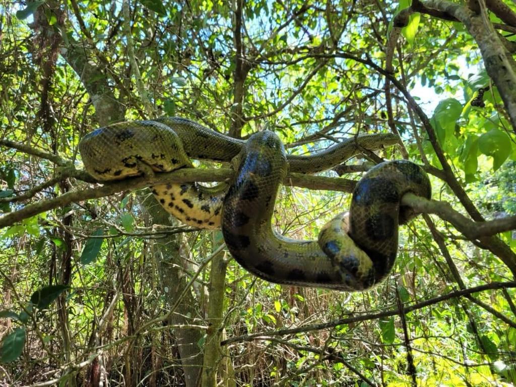 Animal — selva boliviana