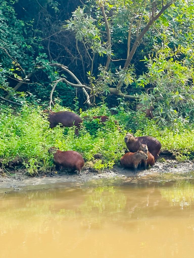 Animal en la selva