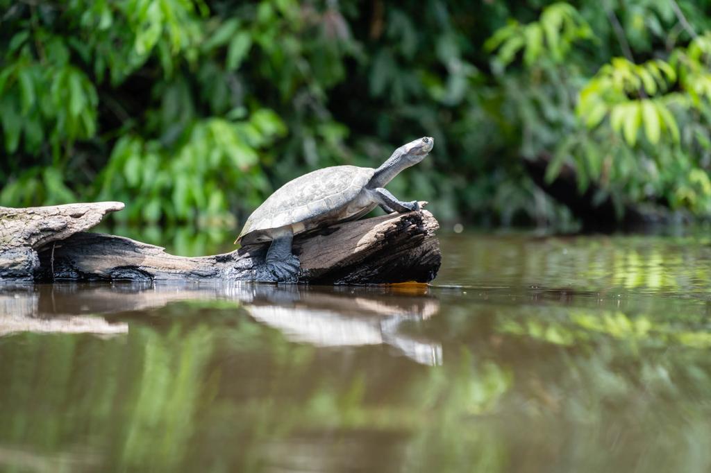 Biodiversidad — Madidi