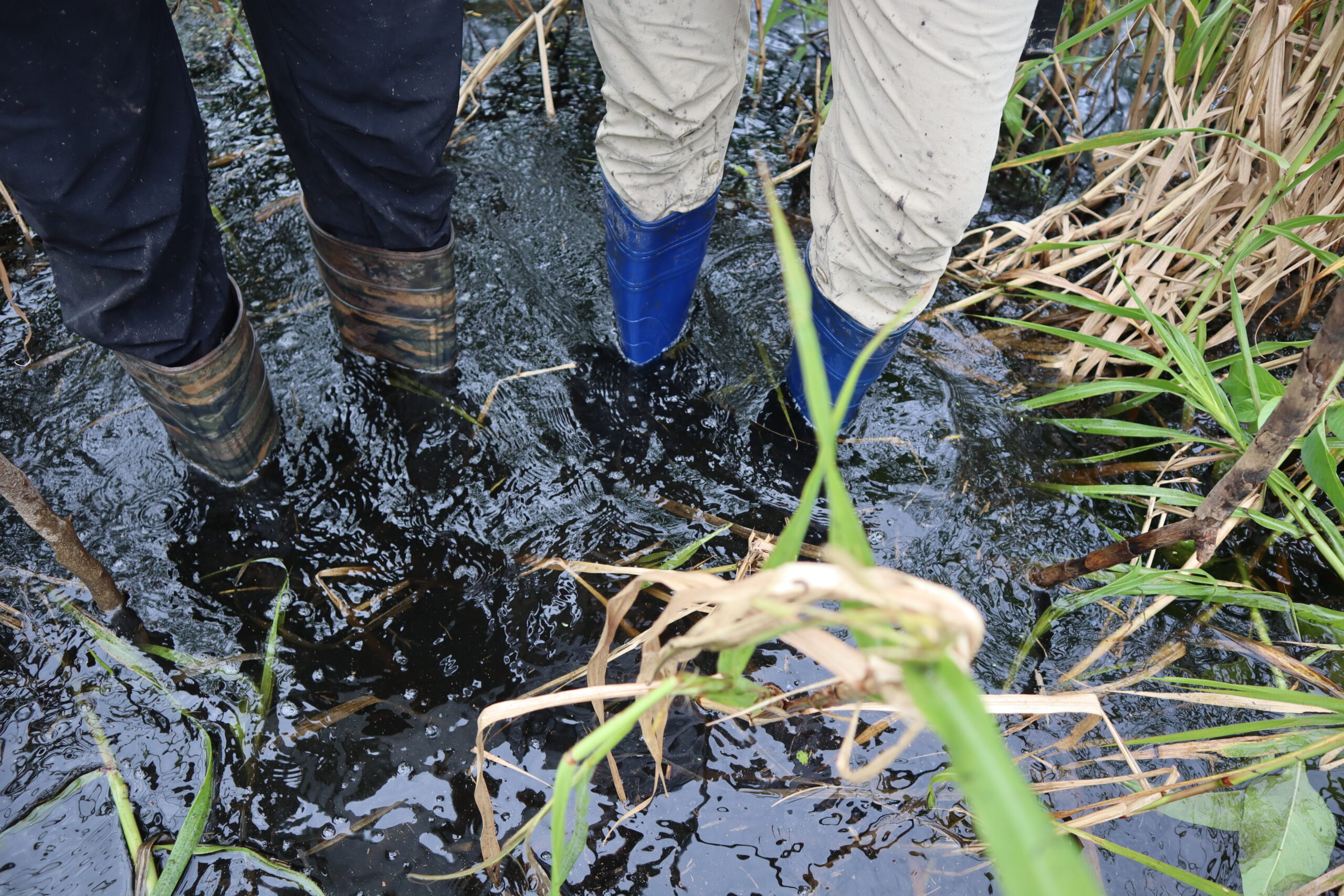 Anacondas sabana