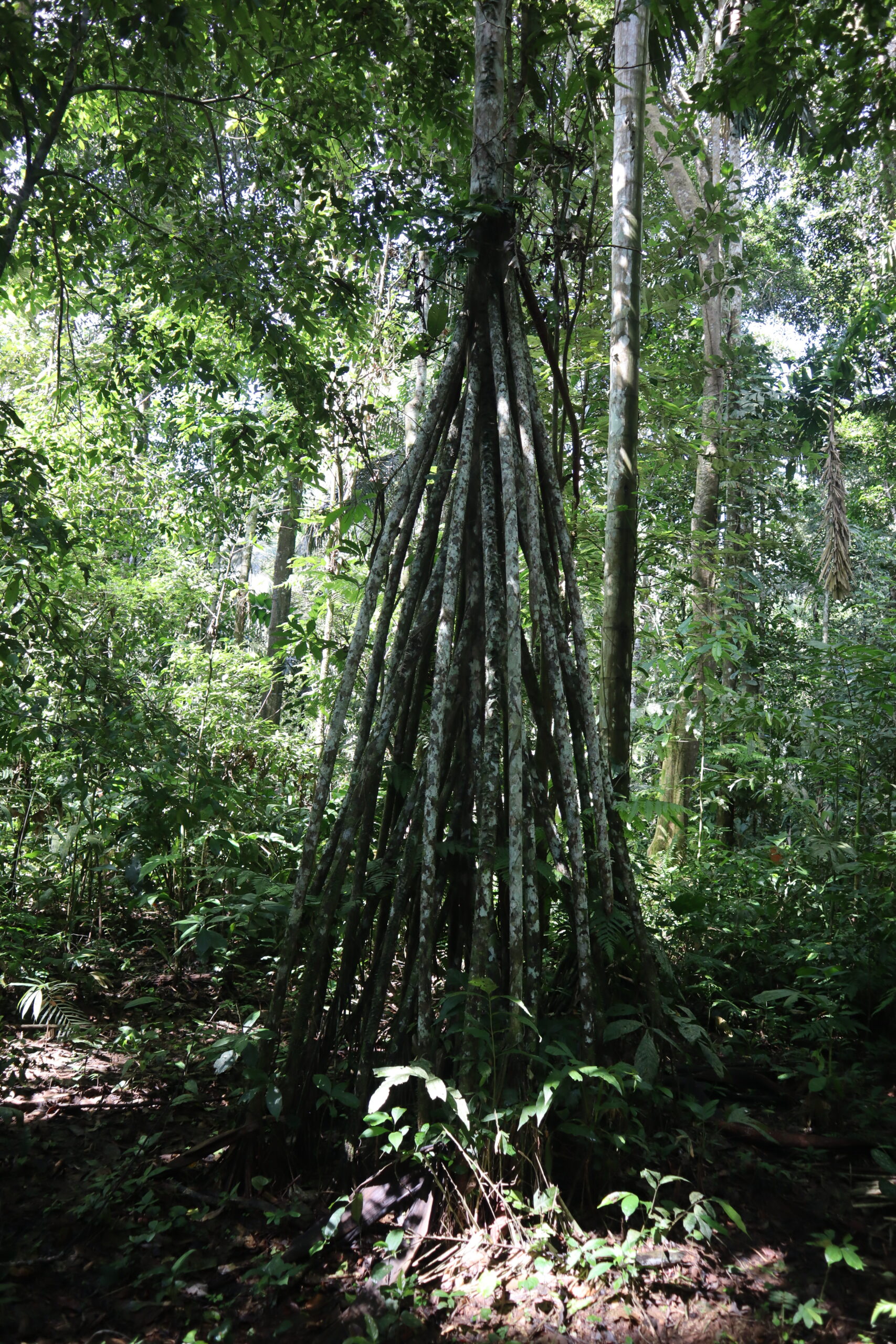 Camino en la selva