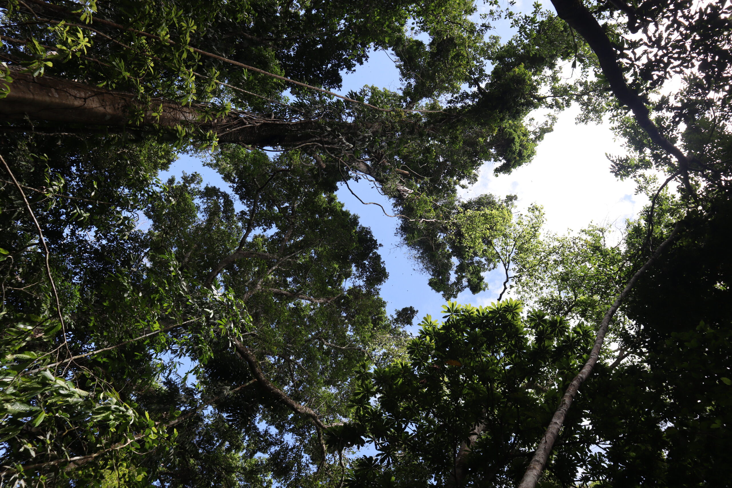 Tours Selva — Parque Madidi