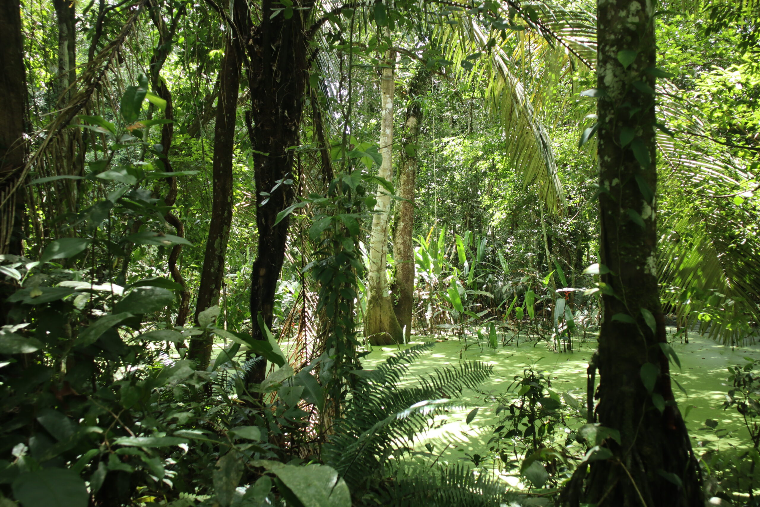 Tours Selva — Parque Madidi