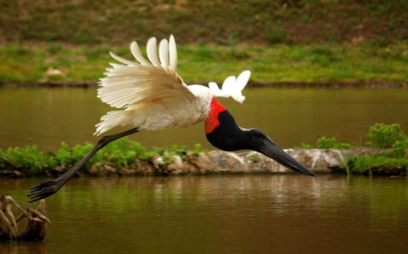 Aves tropicales