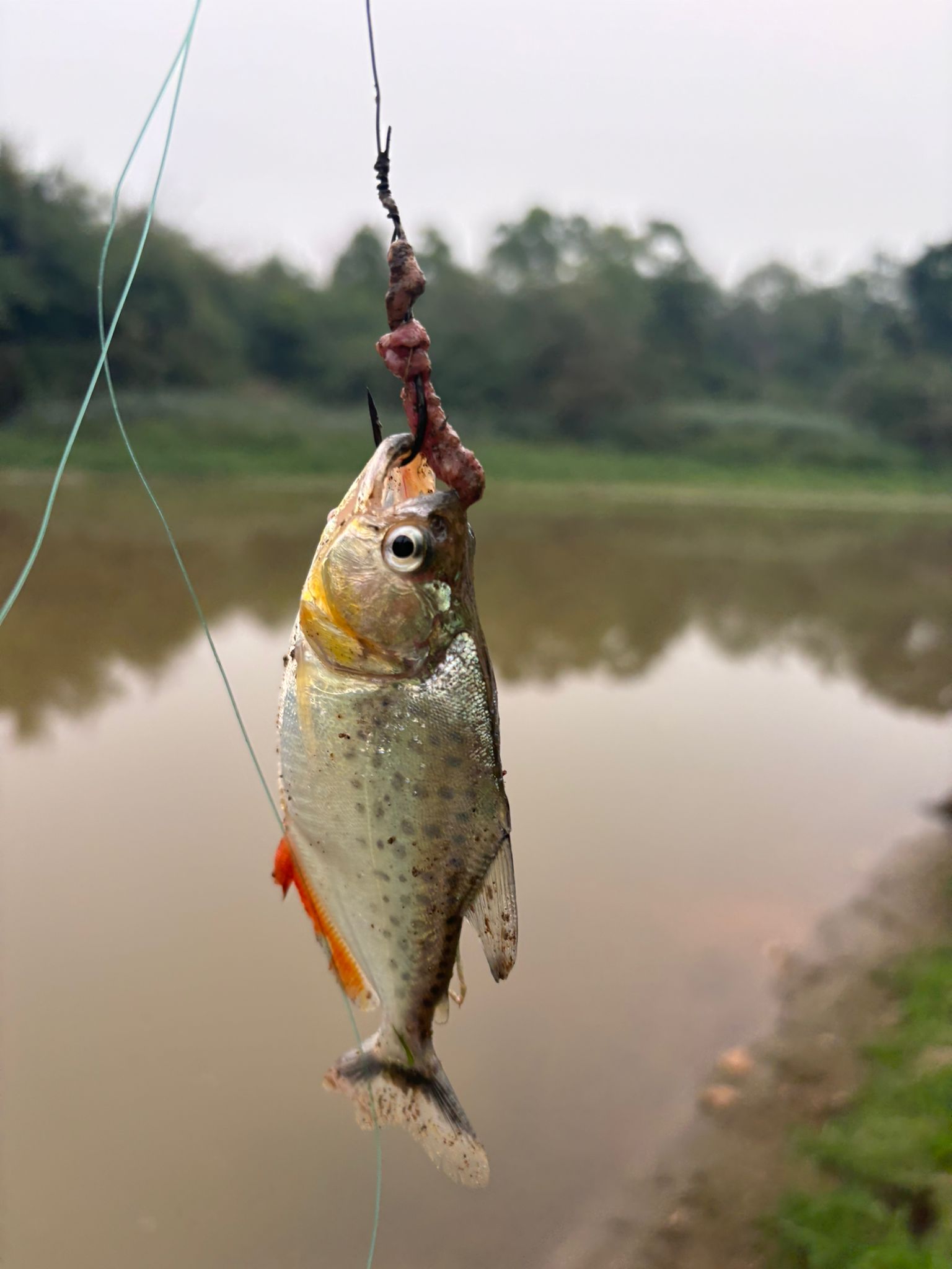 Pesca deportiva Río Beni
