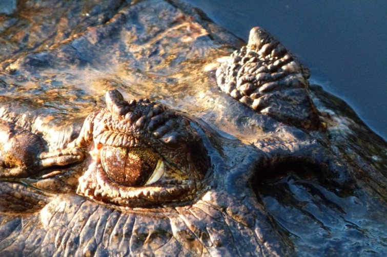 Caimanes