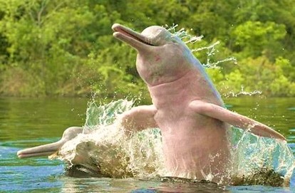 Delfines rosados